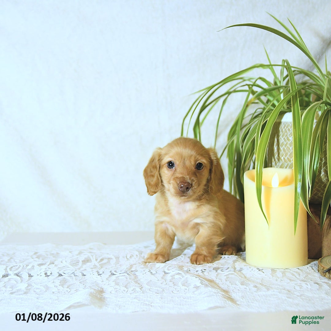 Miniature Dachshund dogs for sale: Conrad - Ad 1