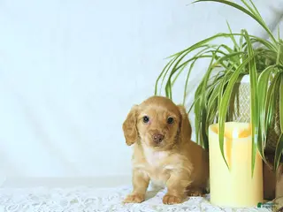 Miniature Dachshund dogs Conrad - Ad 20