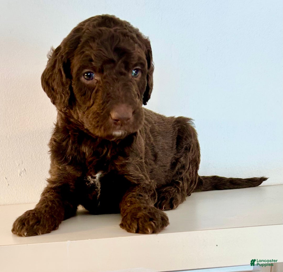 Goldendoodle dogs for sale: Yogi - Ad 1