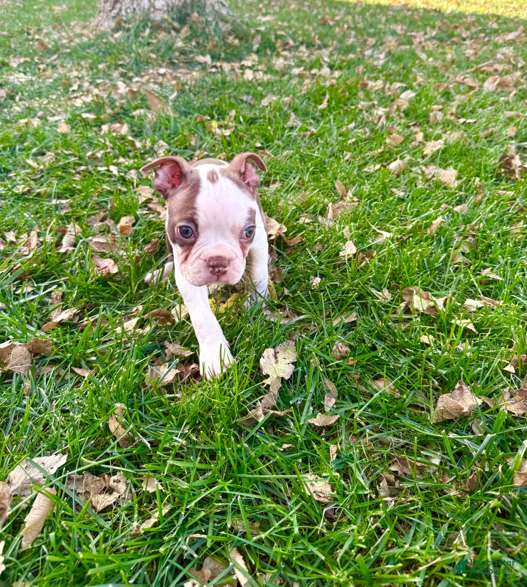 Boston Terrier dogs for sale: Boston Terrier Puppy 1 - Ad 3