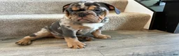 English Bulldog dogs for sale: Mable - Ad 6