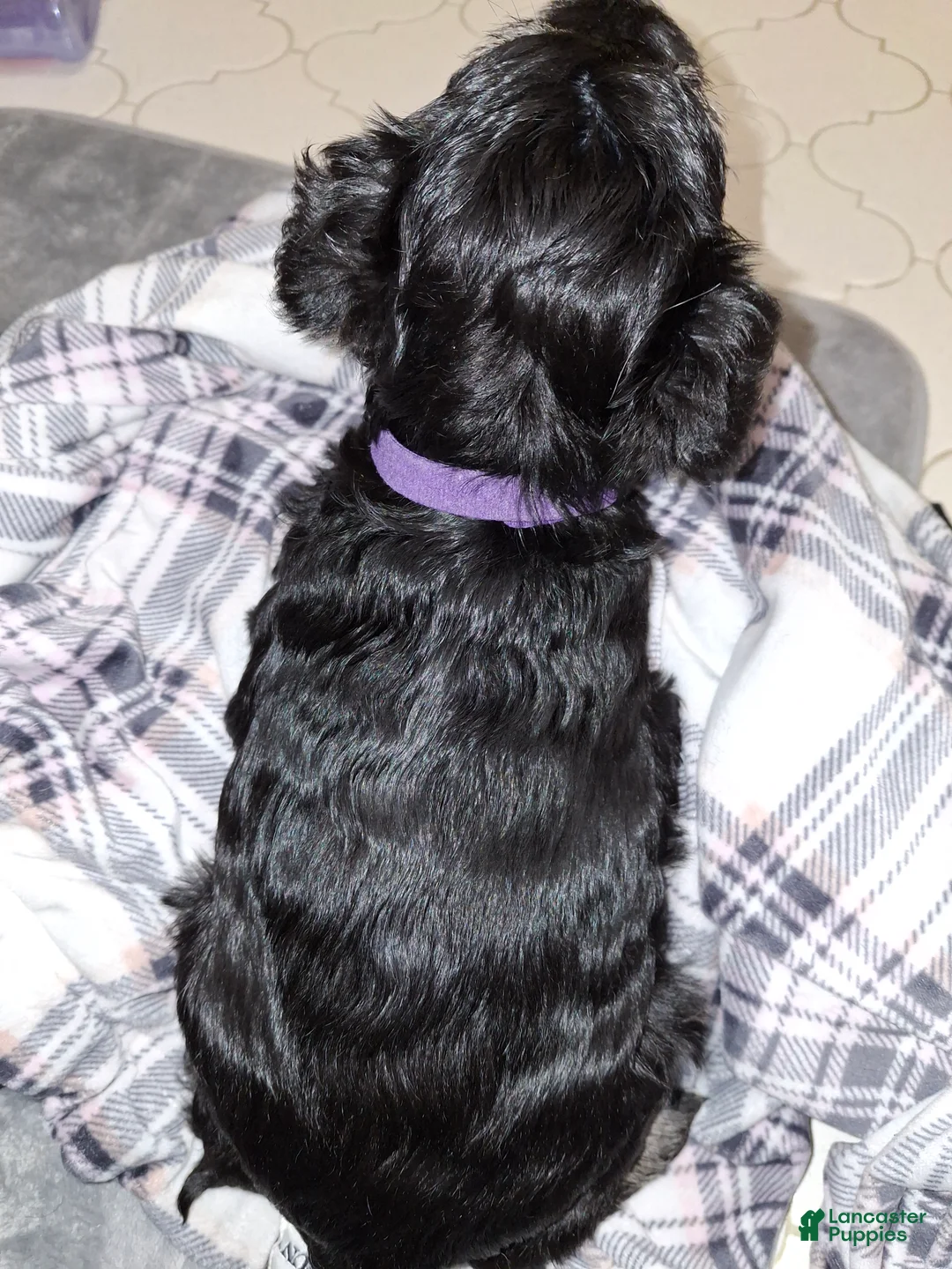 Miniature Schnauzer dogs for sale: MS PURPLE DERPLE - Ad 2