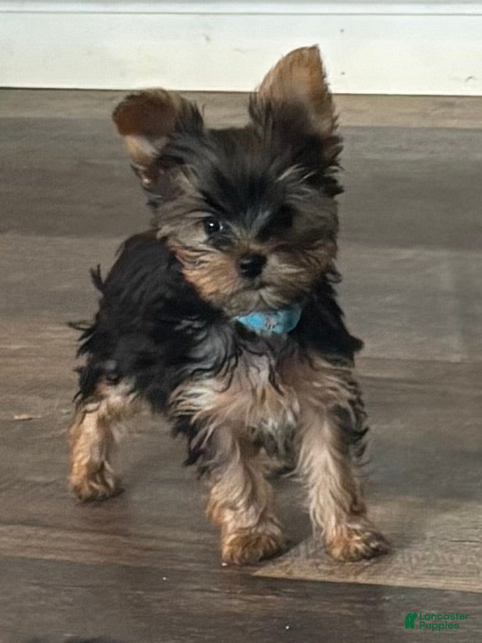 Yorkshire Terrier dogs Yorkshire Terrier baby blue - Ad 1