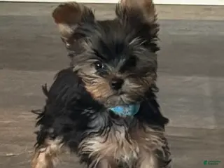Yorkshire Terrier dogs for sale: Yorkshire Terrier baby blue - Ad 2
