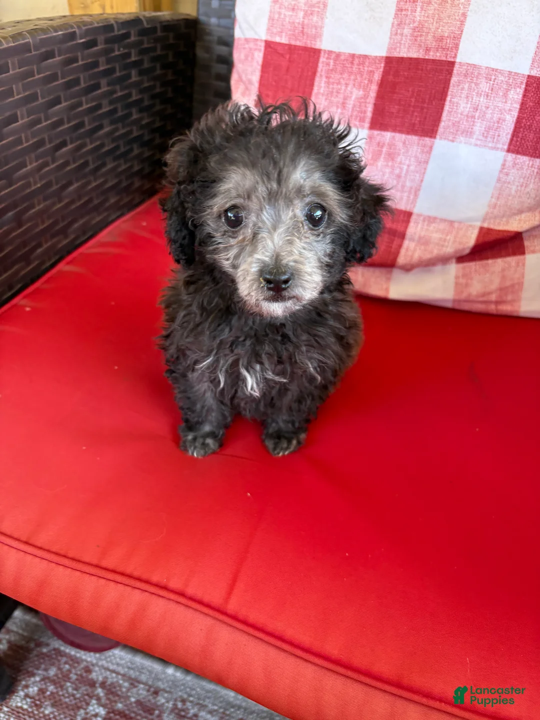 Maltipoo dogs for sale: Maltipoo Puppy 2 - Ad 1