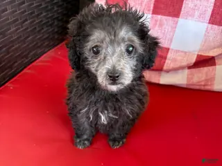 Maltipoo dogs Maltipoo Puppy 2 - Ad 28