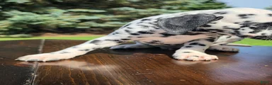 Dalmatian Male 2