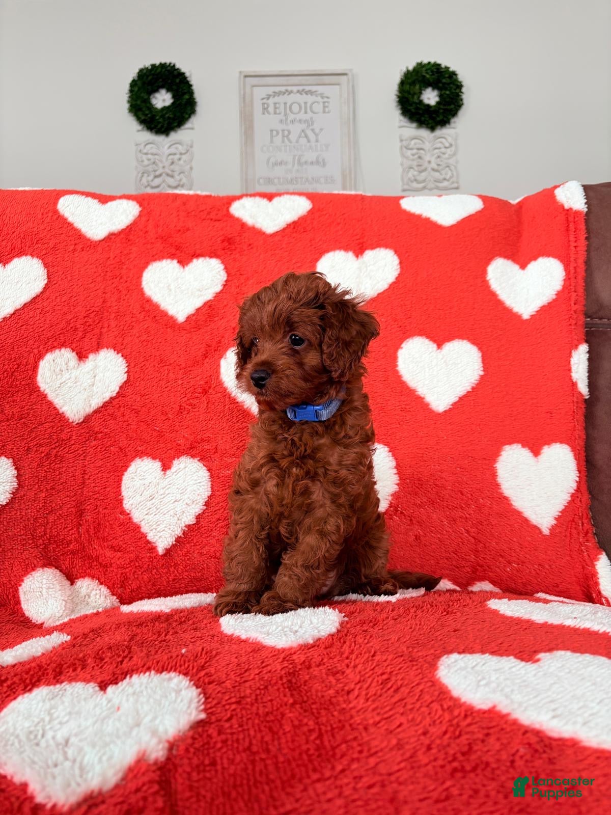 Cavapoo dogs Cavapoo Puppy 1 (Forest) - Ad 27