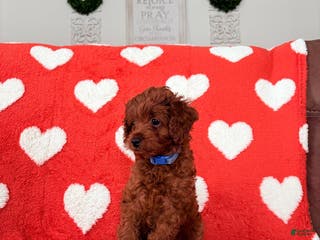 Cavapoo dogs Cavapoo Puppy 1 (Forest) - Ad 36