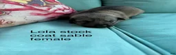 German Shepherd dogs for sale: German Shepherd 8 - Ad 3