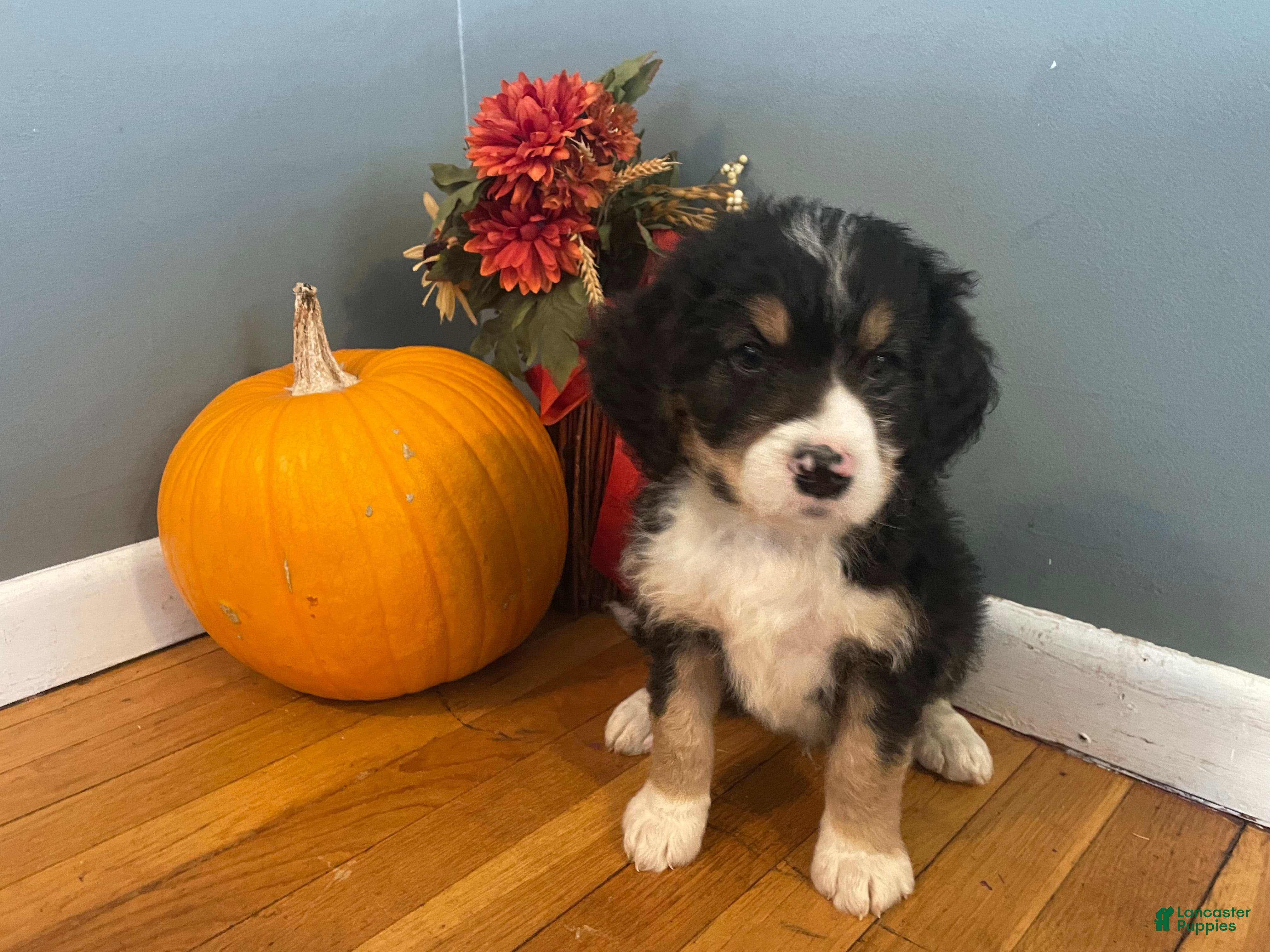 Mixed Breed dogs Trotter  - Ad 3