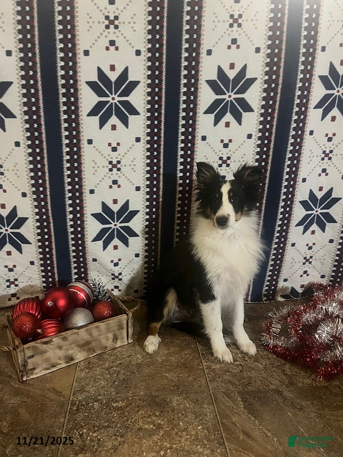 Shetland Sheepdog dogs Harry - Ad 1