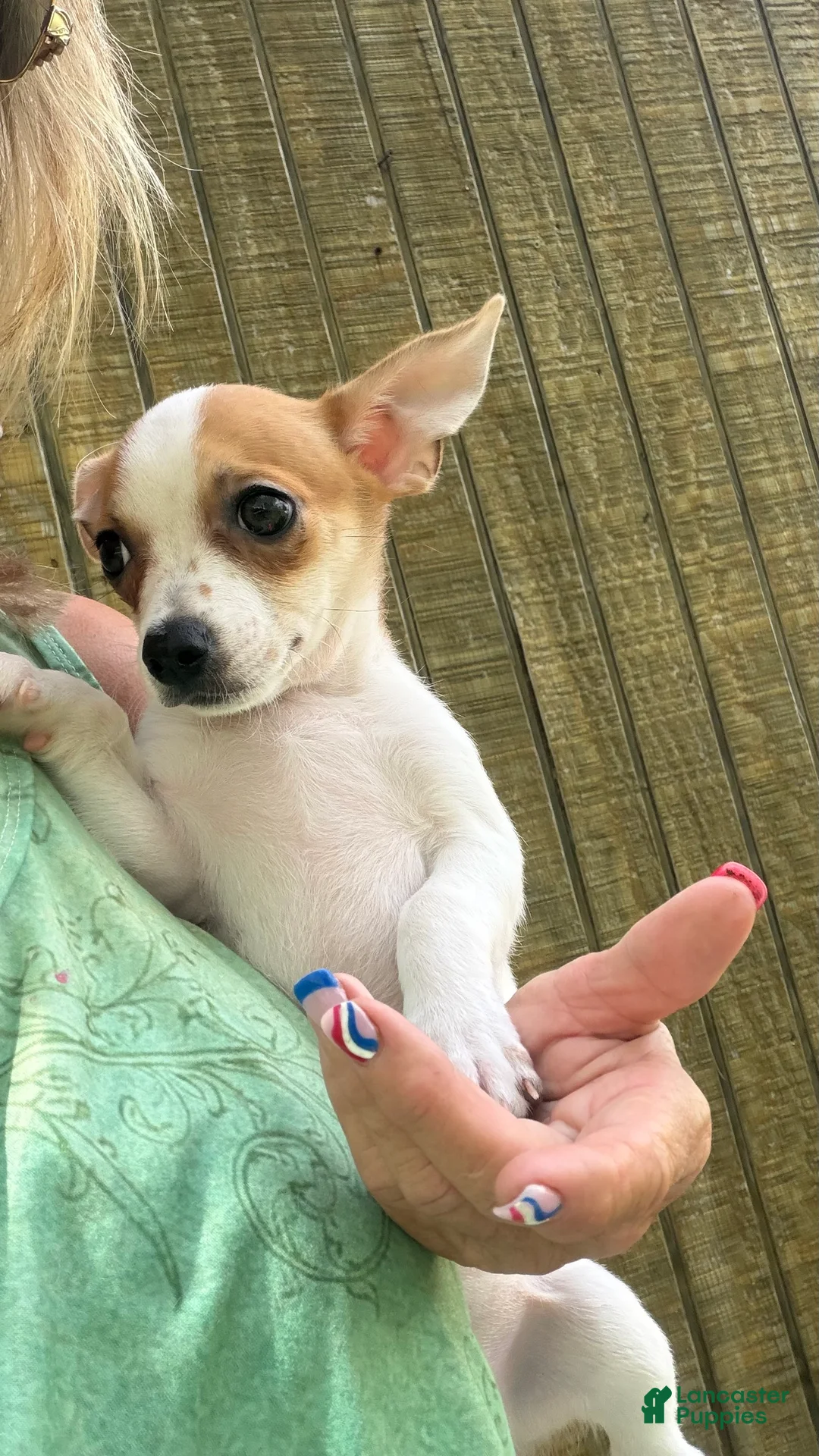 Chihuahua dogs for sale: Chihuahua Puppy 1 - Ad 2