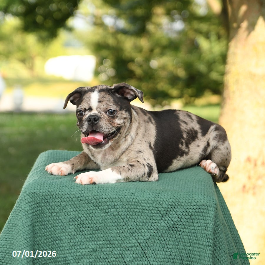 Mixed Breed dogs Harmony - Ad 2