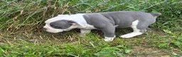 Olde English Bulldogge dogs for sale: Olde English Bulldogge 3 - Ad 1