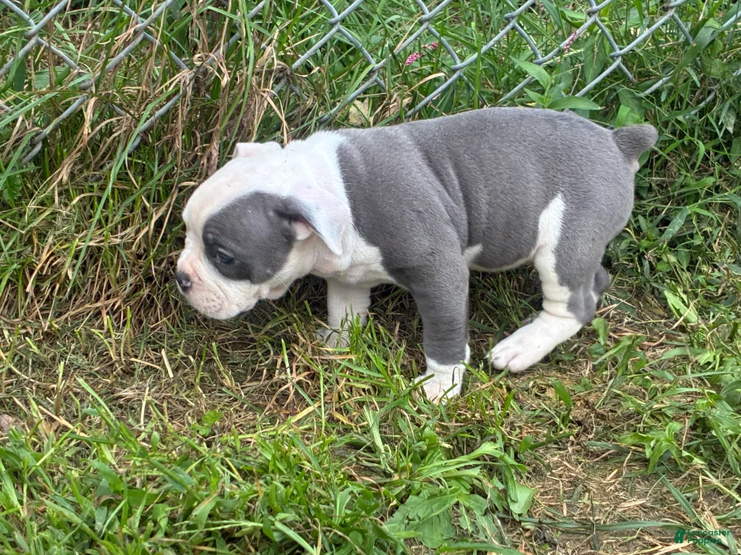 Olde English Bulldogge dogs for sale: Olde English Bulldogge 3 - Ad 1