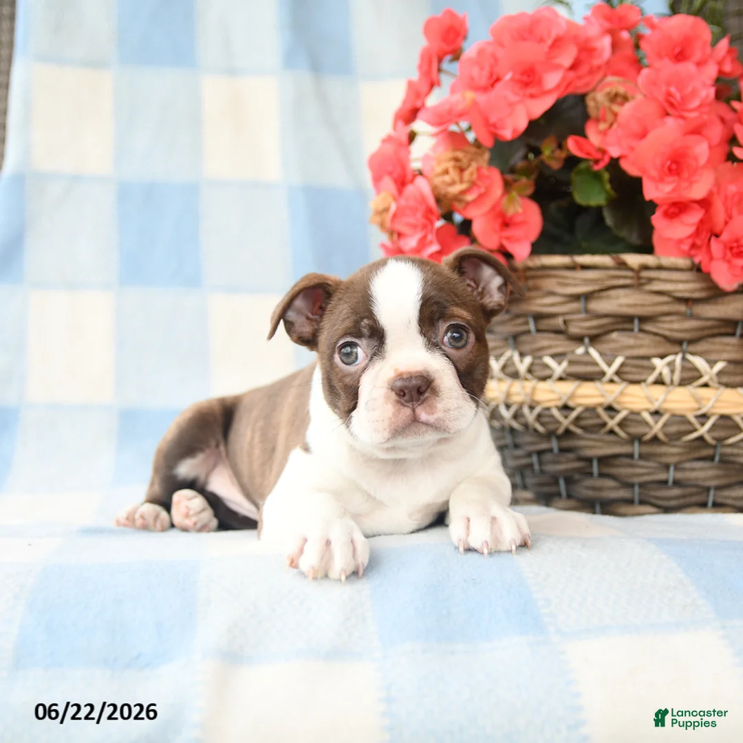 Boston Terrier dogs for sale: Giggi - Ad 1