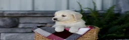 Golden Retriever dogs for sale: Beauty - Ad 7
