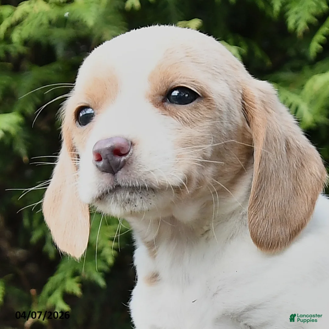 Beagle dogs for sale: Chase - Ad 3