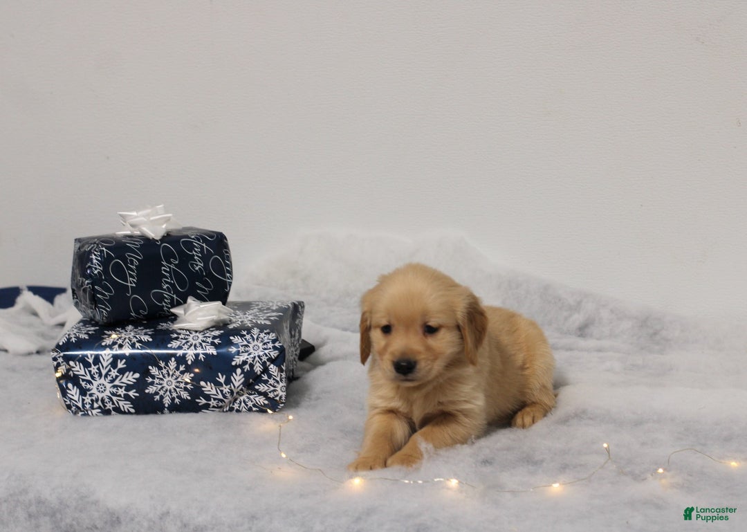 Golden Retriever dogs for sale: Juniper - Ad 1