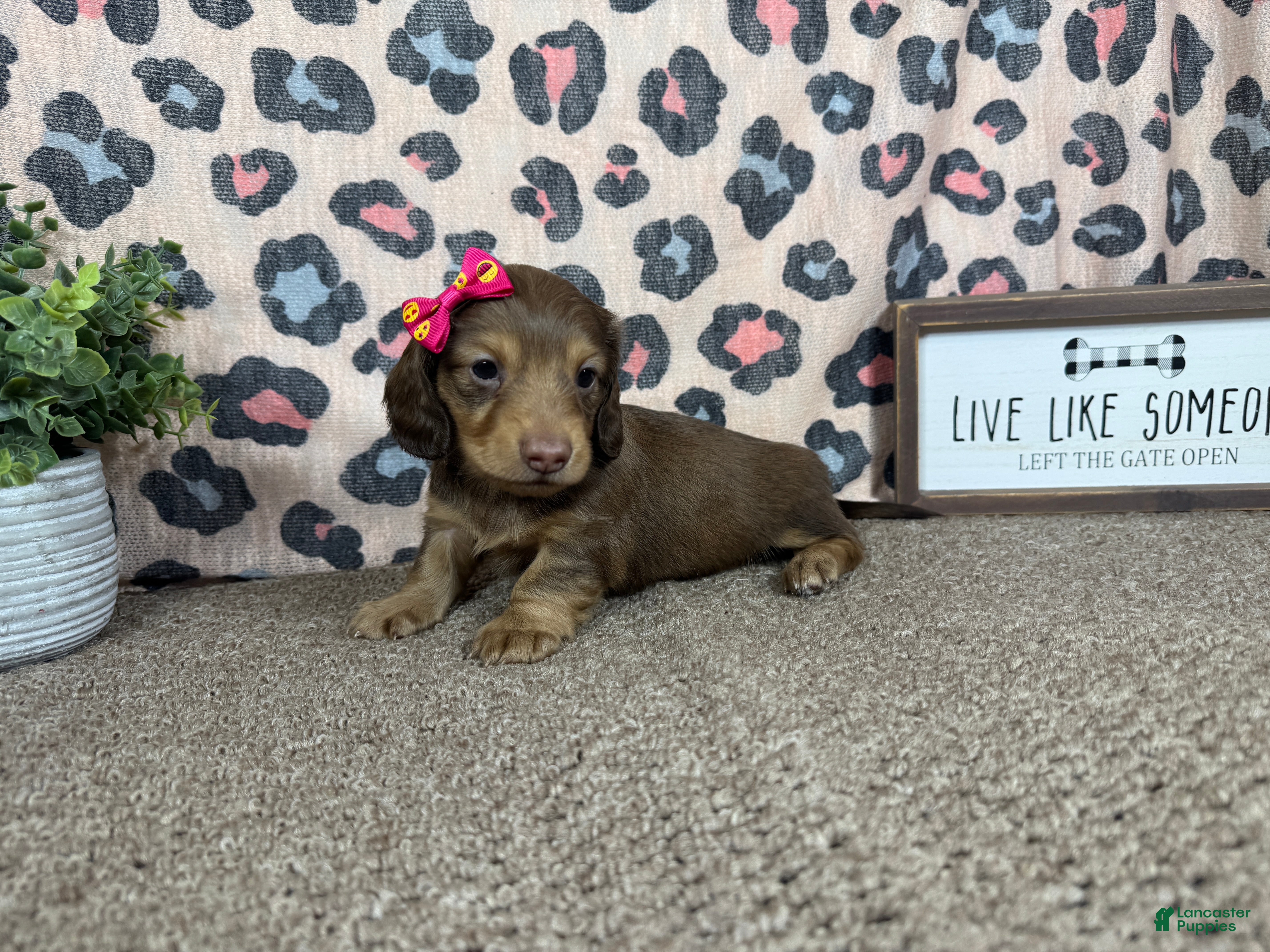 Miniature Dachshund dogs Miniature Dachshund 3 - Ad 21