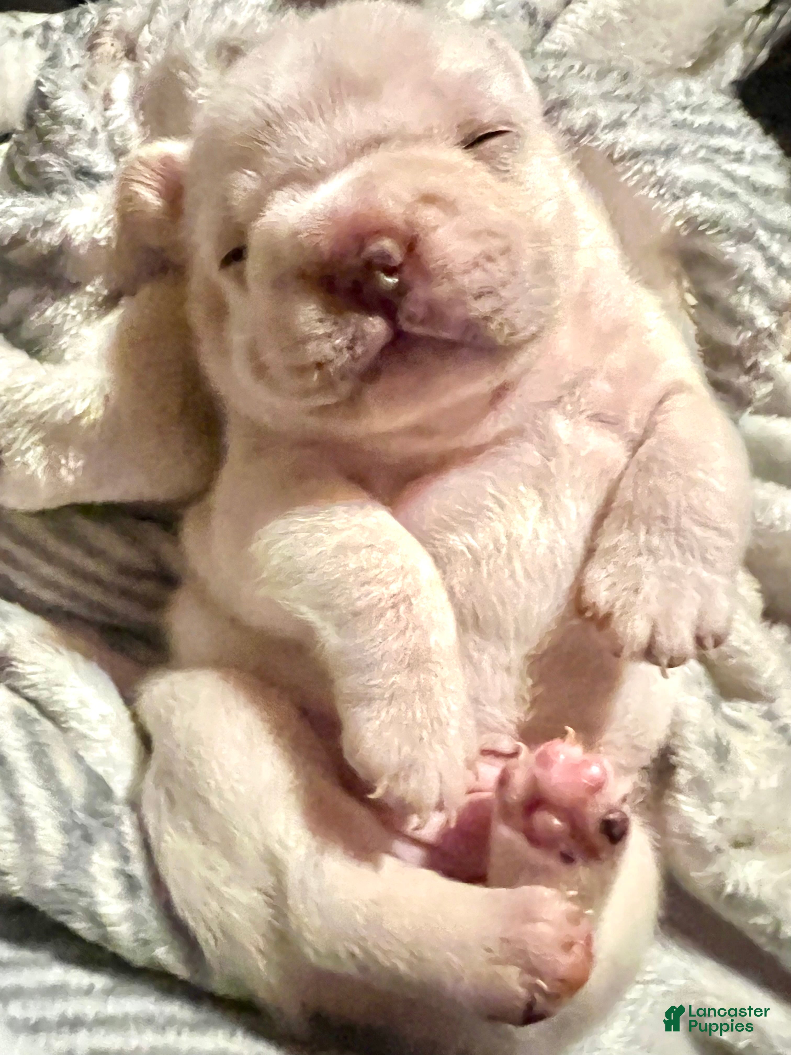 French Bulldog dogs French Bulldog Puppy 1 - Ad 9