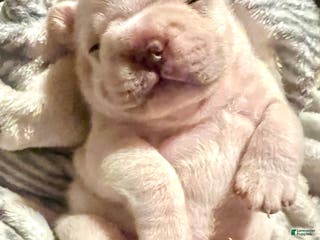 French Bulldog dogs French Bulldog Puppy 1 - Ad 9