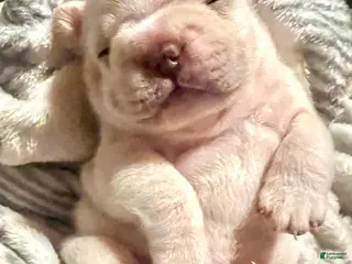 French Bulldog dogs French Bulldog Puppy 1 - Ad 18