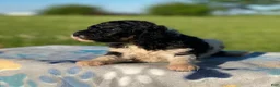 Standard Poodle dogs for sale: Winnie - Ad 4