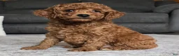 Miniature Poodle dogs for sale: Chase - Ad 12