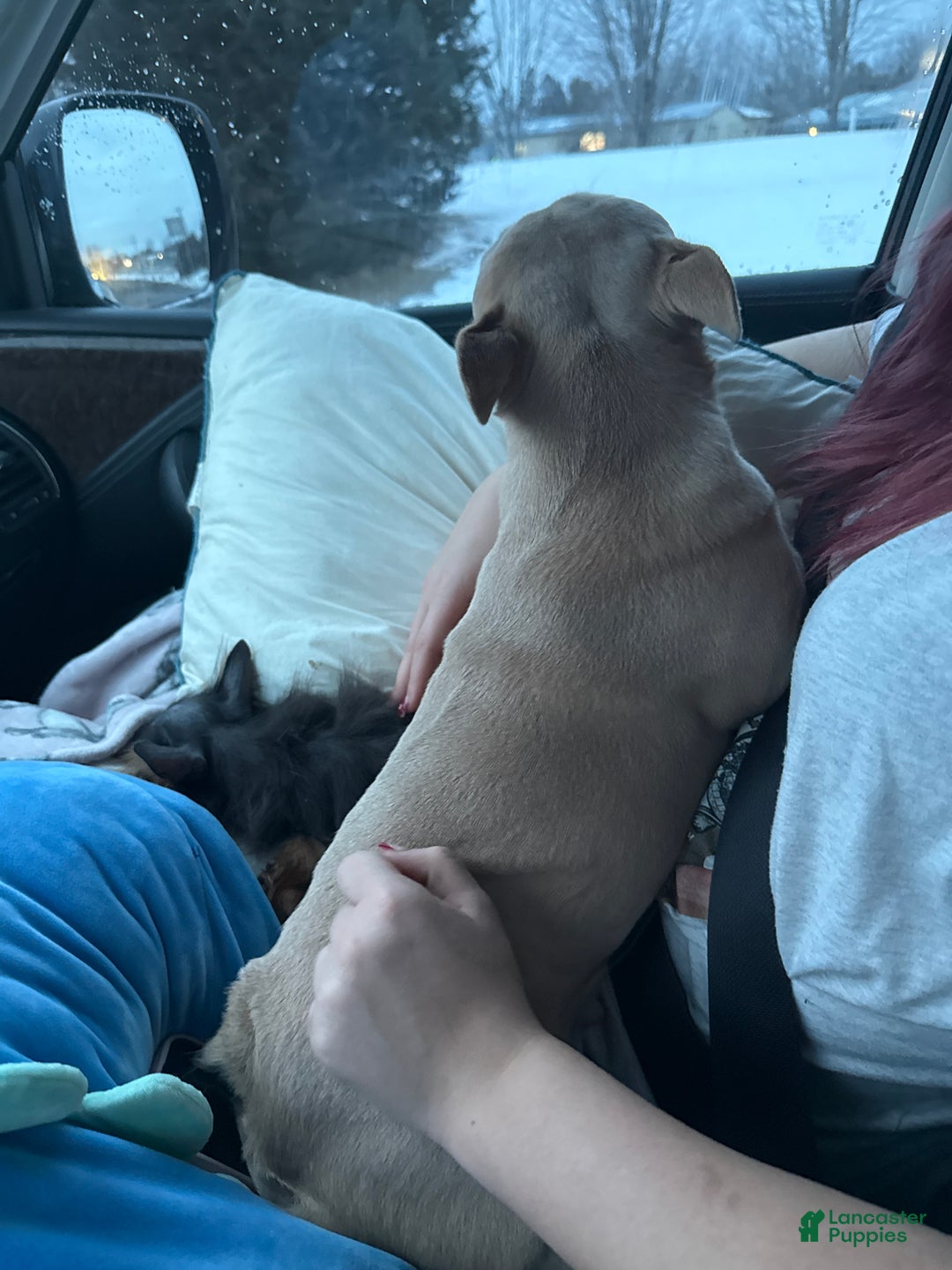 French Bulldog dogs for sale: French Bulldog Puppy 1 - Ad 9