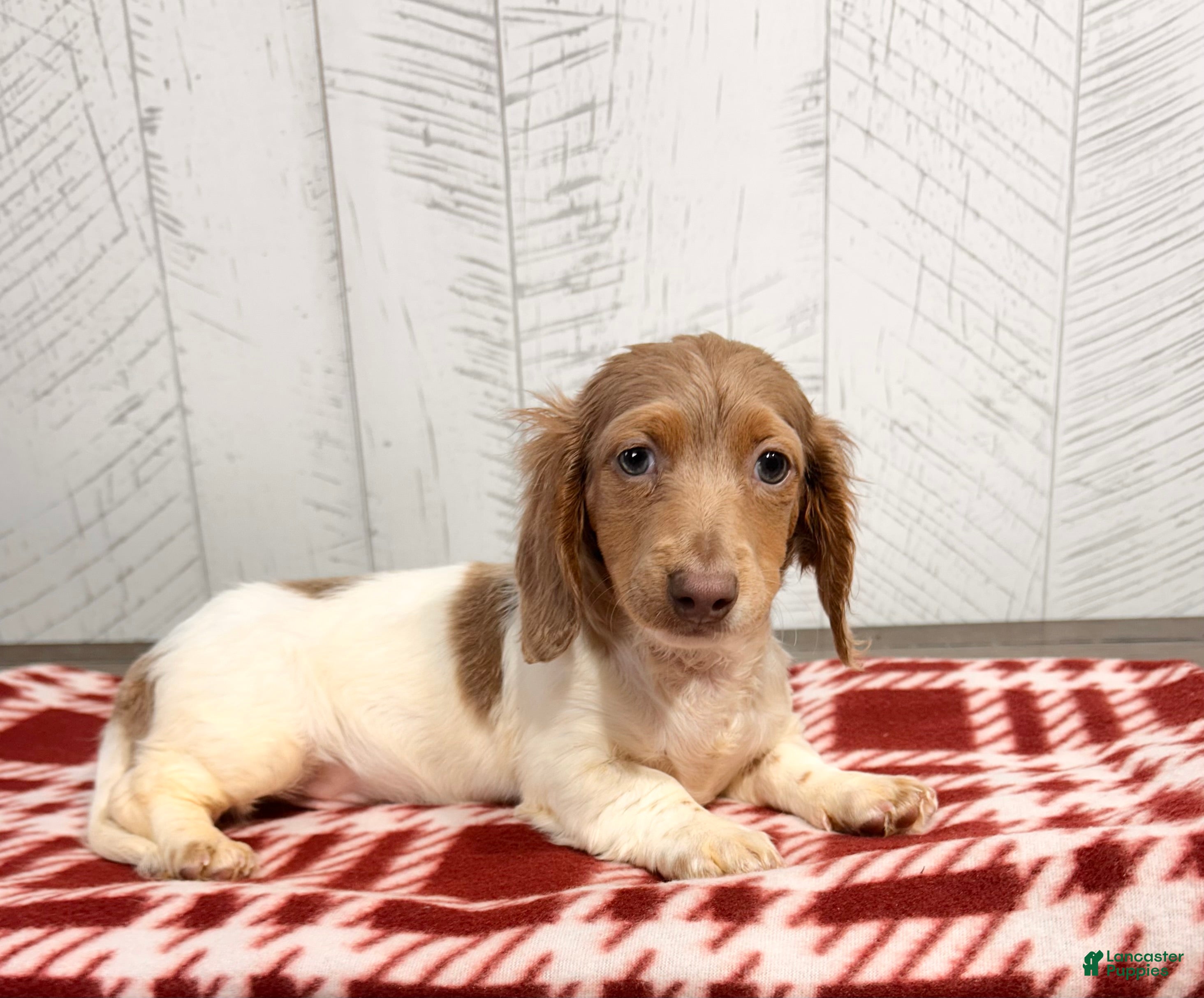 Miniature Dachshund dogs Henry - Ad 42