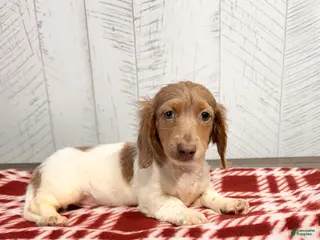 Miniature Dachshund dogs Henry - Ad 42