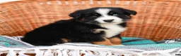Australian Shepherd dogs for sale: Sandra - Ad 3