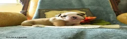 English Bulldog dogs for sale: Yvett - Ad 2