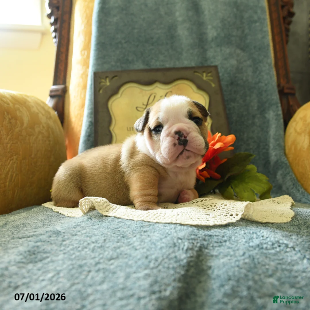 English Bulldog dogs for sale: Yvett - Ad 2