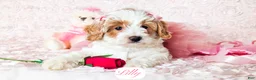 Cavapoo dogs for sale: Lilly - Ad 15