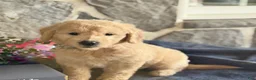 Goldendoodle dogs for sale: Nico - Ad 6
