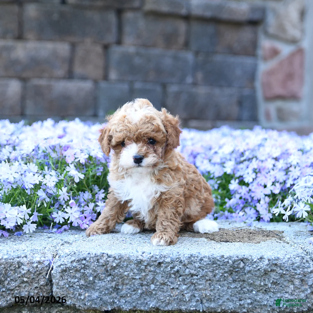 Toy Poodle dogs for sale: Oak - Ad 3