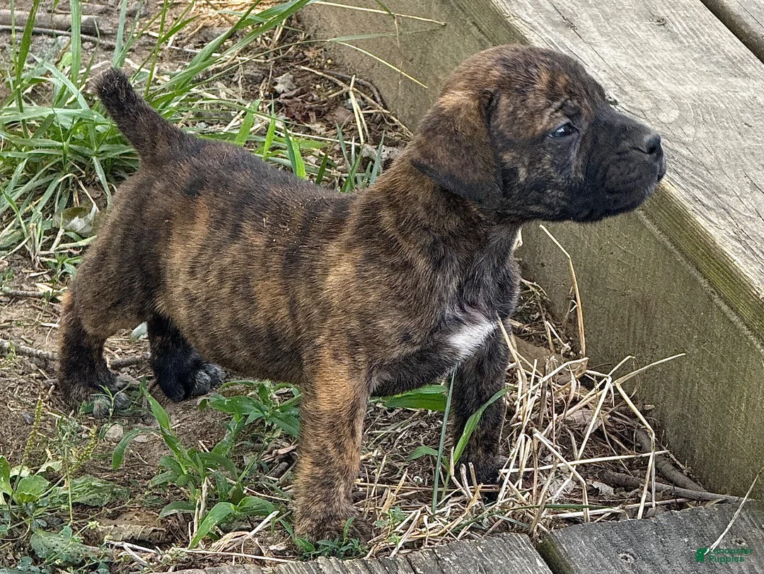 South African Boerboels dogs for sale: Blake - Ad 1
