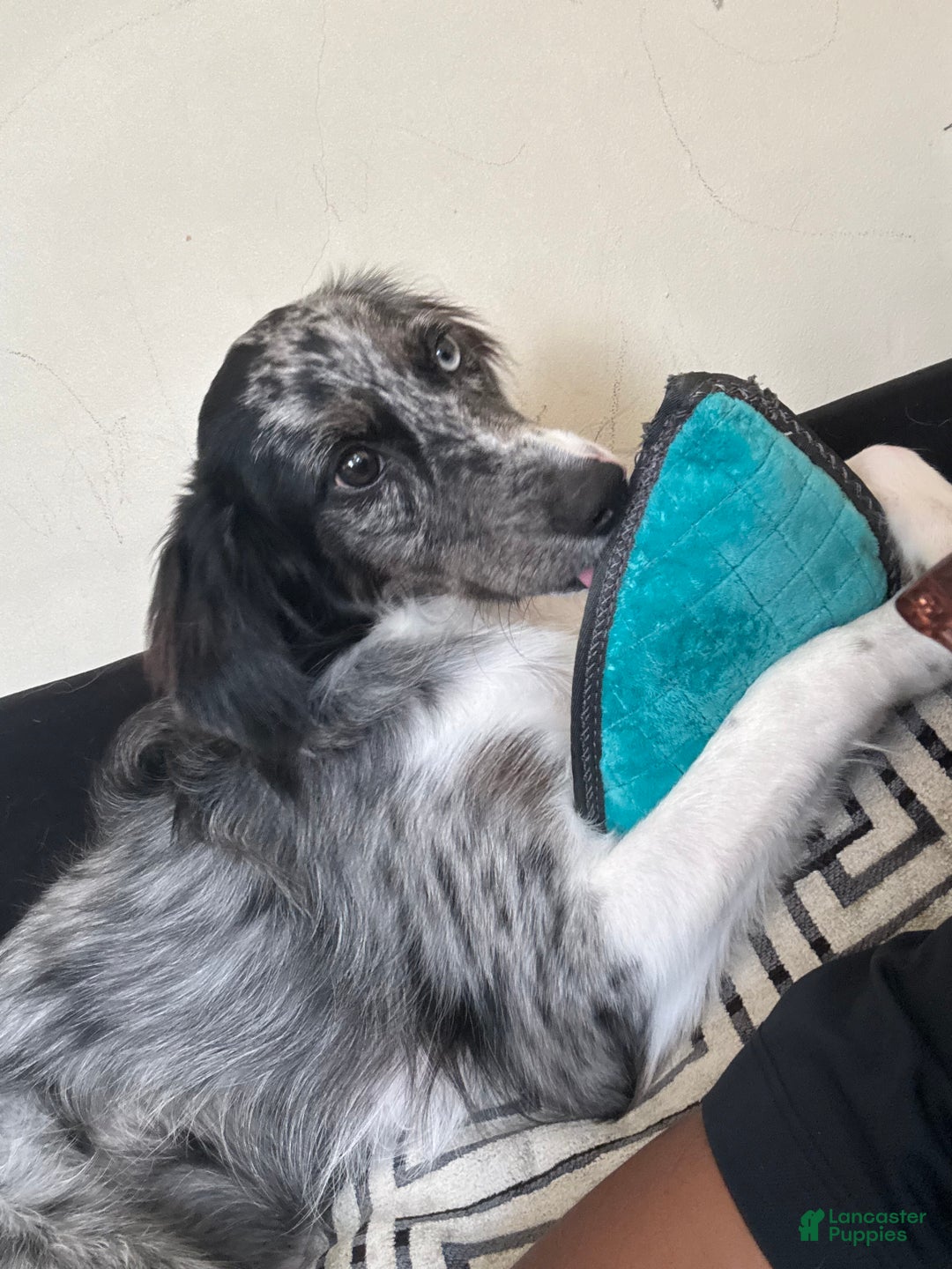 Mixed Breed dogs for sale: Oakley - Ad 3