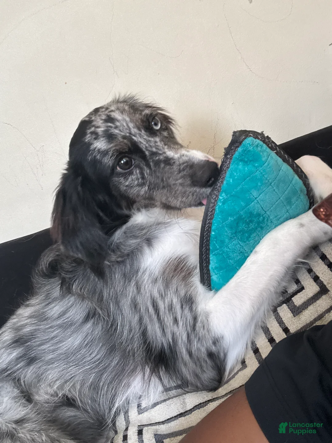 Mixed Breed dogs for sale: Oakley - Ad 3