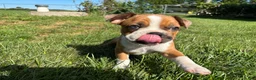 Frenchton dogs for sale: Reese - Ad 10