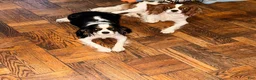 Cavalier King Charles Spaniel dogs for sale: princess - Ad 13