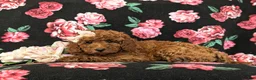 Mini Goldendoodle dogs for sale: Abigail Hypoallergenic - Ad 5