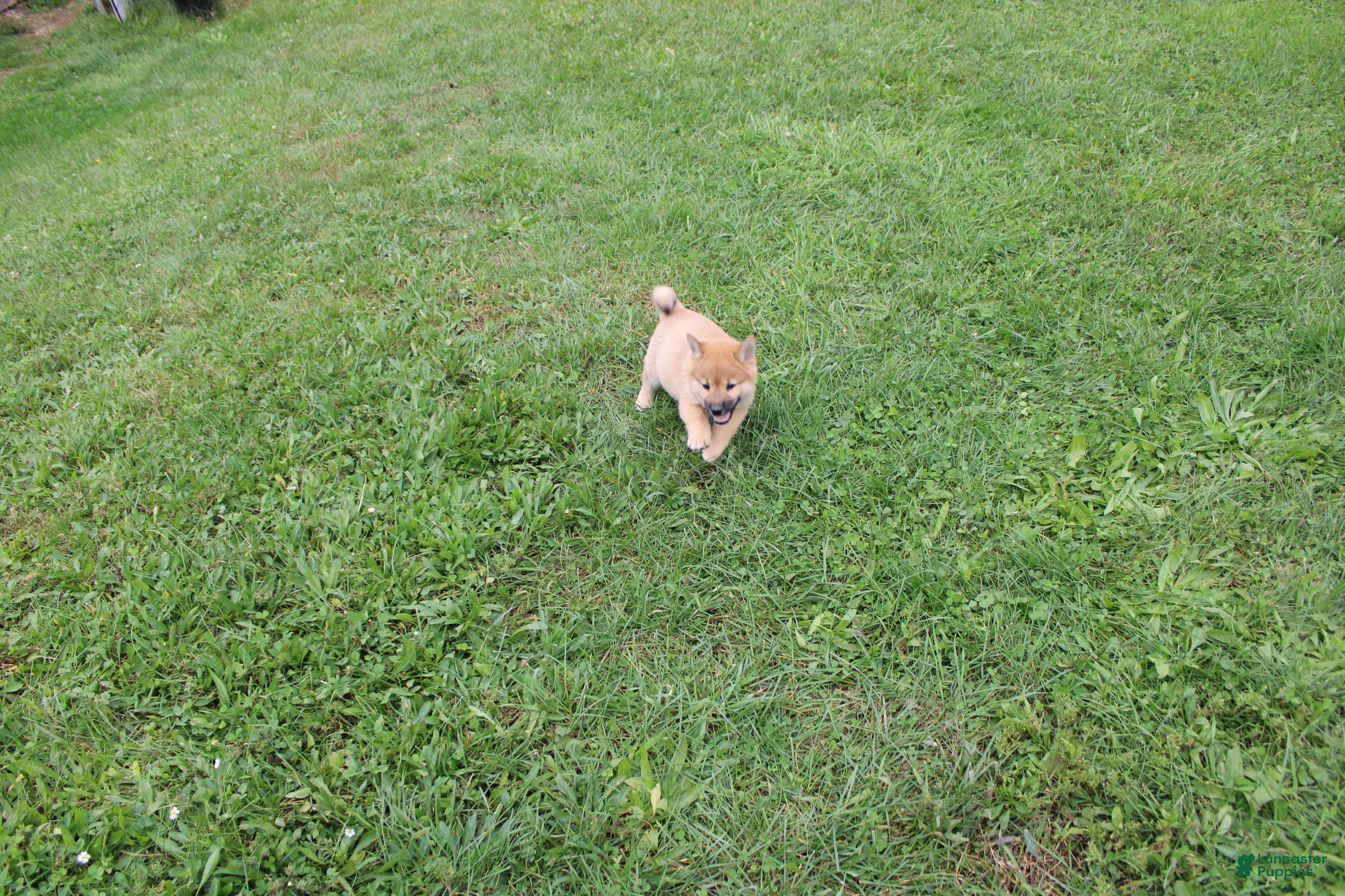 Beef (Shiba Inu, Male) in New Bloomfield, PA
