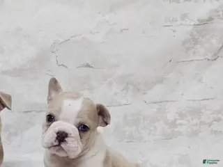 Mixed Breed dogs Mini Bulldog Light Merle - Ad 23