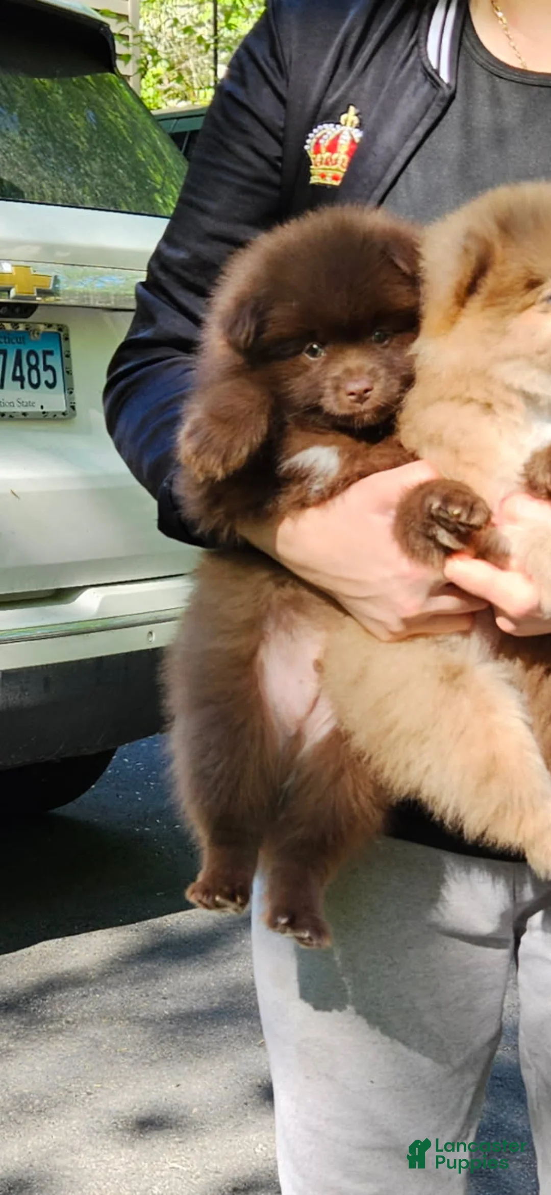 Pomeranian dogs for sale: Pomeranian Male 1 - Ad 2