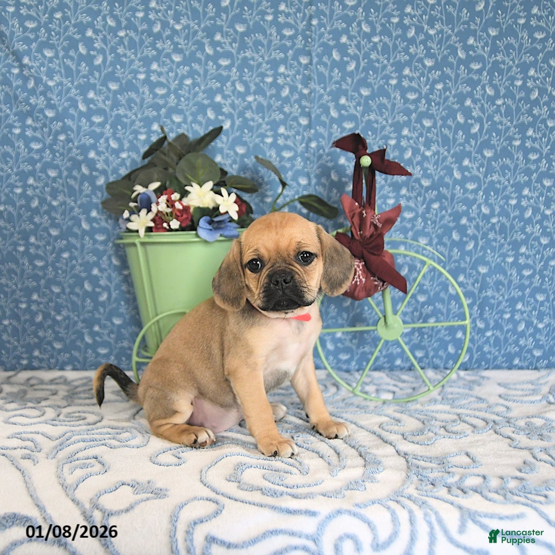 Puggle dogs for sale: Kaci - Ad 1