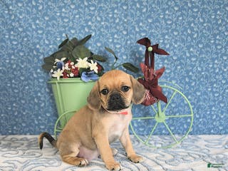 Puggle dogs Kaci - Ad 8